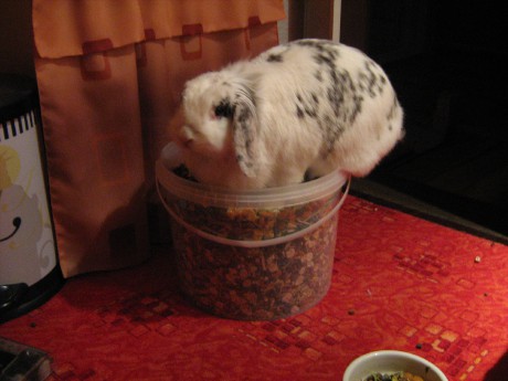 Filipka v kbelíku s jídlem 