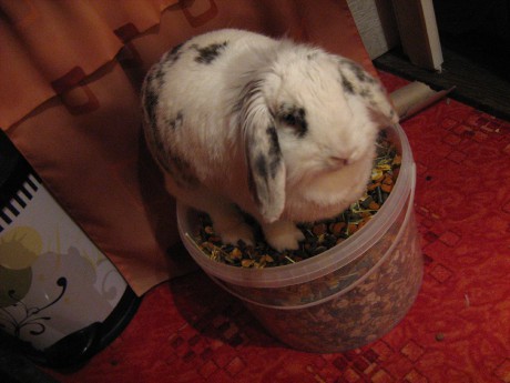 Filipka v kbelíku s jídlem 2